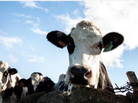 Lorem ipsum is placeholder text commonly used in the graphic